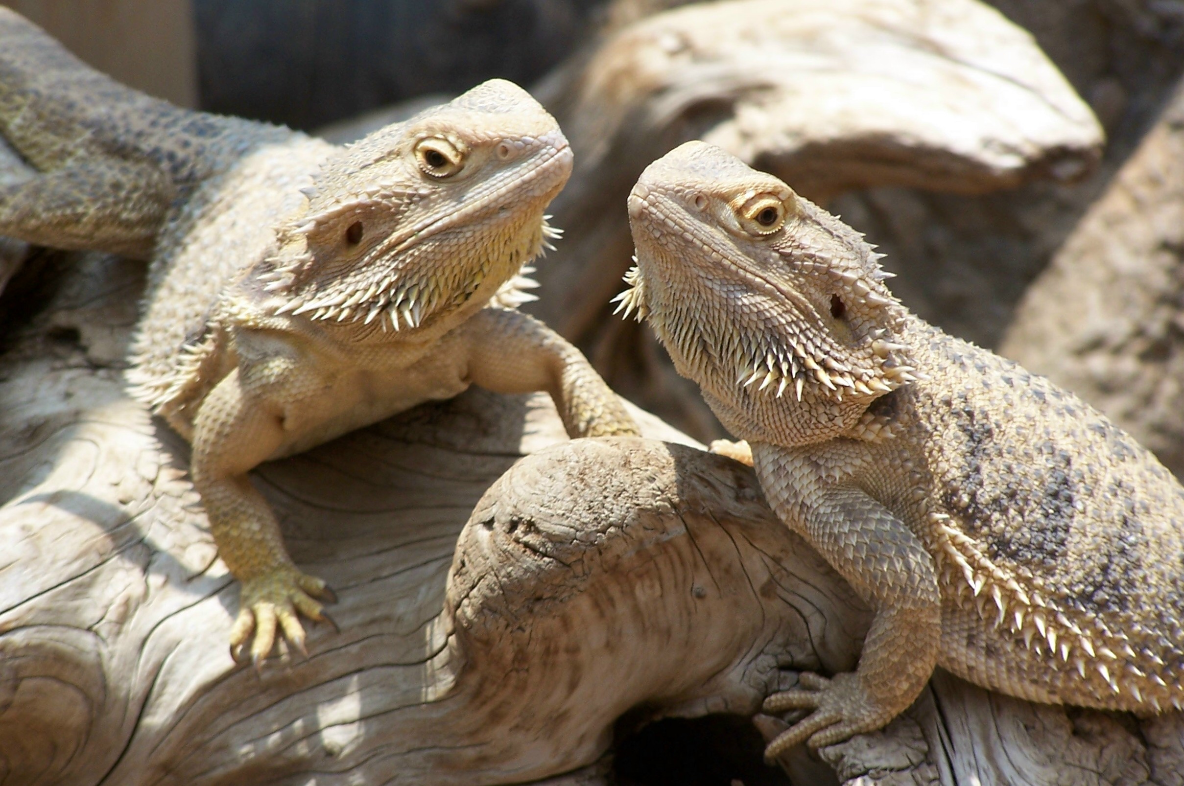 Ask a  Bearded Dragon