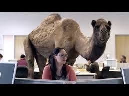 geico camel