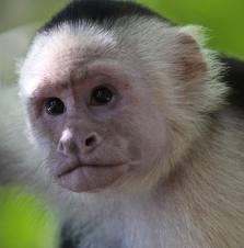 squirrel monkey
