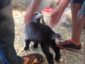 fair goat