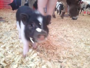 Hi! I'm a piggy named Myrtle