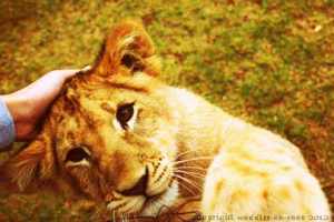lion-farm