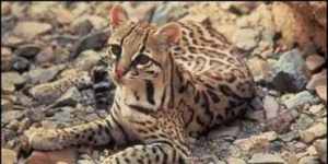 ocelot