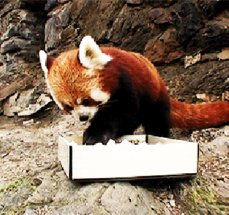 Red panda