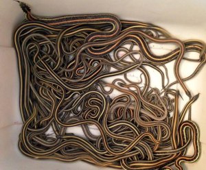 garter snake