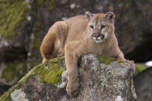 mountain-lion