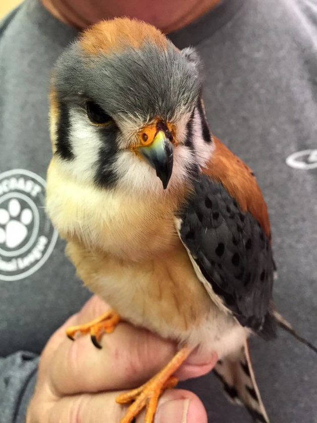 Falcon