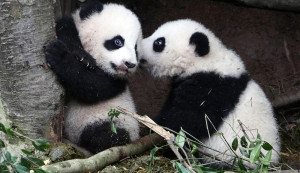 panda republic