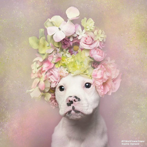 pit bull flowers